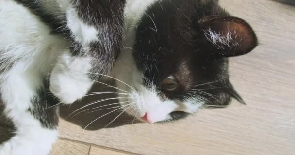 Черно Белая Кошка Лежит Полу Внезапно Открывает Глаза Крупный План — стоковое видео