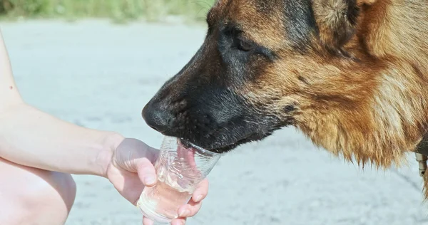 German Shepherd Drinks Water Plastic Cup Woman Waters Her Dog Zdjęcie Stockowe