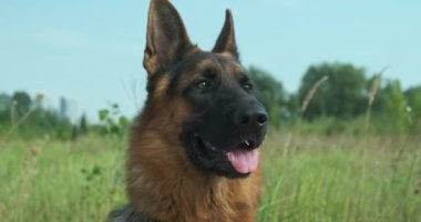 Dog head, close-up. German Shepherd on the background of nature, green grass and blue sky, turns its head, smiles, sticks out its tongue. Day time, happy pet. High quality 4k footage