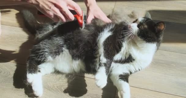 Combing Cat Furminator Cat Angry Girl Calms Her Strokes Her — Stok Video