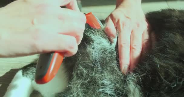 Combing Fur Cat Furminator Brush Combing Out Cats Close Hind — Video