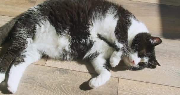 Черно Белая Кошка Лежит Полу Комнате Вид Сверху Животное Двигает — стоковое видео