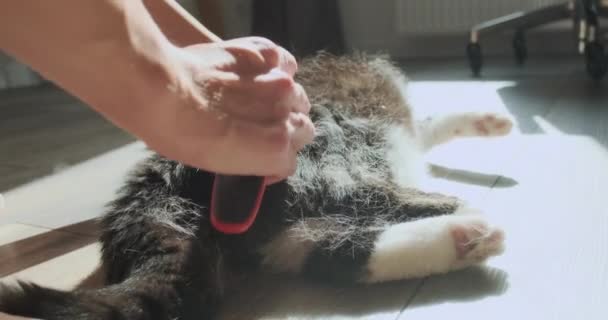 Kobieta Czesała Koty Włosami Furminatorem Potem Głaszcze Kota Rękami Wybierając — Wideo stockowe