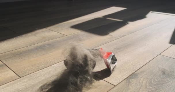 Ball Gray Wool Falls Furminator Lying Floor Room Rays Sunlight — Stockvideo