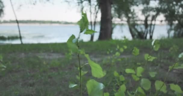 Thin Sprout Tree Sways Wind Park Background Green Grass River — Vídeo de Stock