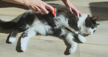 Womens hands are combing the cat with a furminator. The pet lies on the floor in the room on its side, stretches its paws. The cat is stroked and poked out, a contented and beautiful pet. High