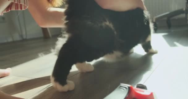 Cat Breaks Out Runs Away Furminator Brushing Cat Hair Air — Stockvideo