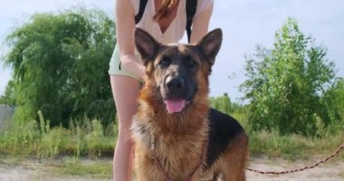Girl strokes a large dog, the German Shepherd breed. The pet presses its ears in pleasure. Daytime, medium shot, front view, nature. High quality 4k footage
