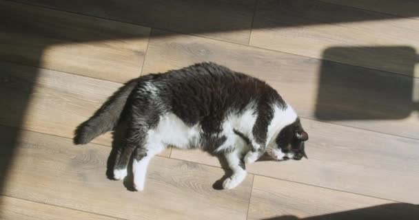 Black White Cat Sleeps Laminate Floor Room Breathes Heavily His — Stockvideo