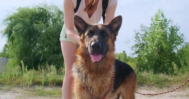 Girl Strokes Large Dog German Shepherd Breed Pet Presses Its — Stok video