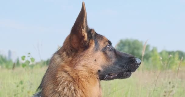 Head German Shepherd Dog Profile Side View Dog Nature Looks — Stock Video