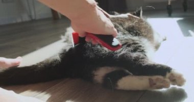 Girl begins to comb out the hair of the cat, from the side of the tail. The pet is nervous, waving its tail. The wallet is on the floor in the room. High quality 4k footage