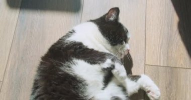 Black and white cat sweetly spin on its back. Laminate floor, room, sunlight with shade. The pet is resting nicely, paws to the top. Close-up, top view. High quality 4k footage