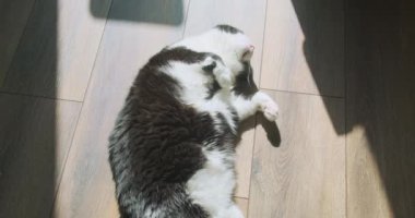Cat sleeps sweetly on his back in the room. View from above, the play of sunlight and shadows on the floor. High quality 4k footage
