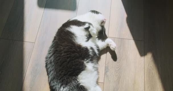 Cat Sleeps Sweetly His Back Room View Play Sunlight Shadows — Αρχείο Βίντεο