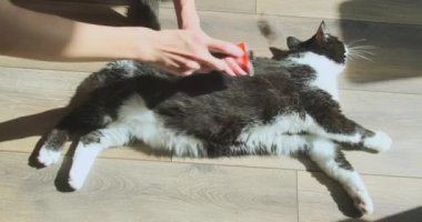 Kadınların elleri yerde yatan bir kediyi tarıyor, yün taramak için bir tarak, bir küratör. Yukarıdan bakıldığında, güneş ışınları odanın zeminine nüfuz ediyor. Yüksek kalite 4k görüntü