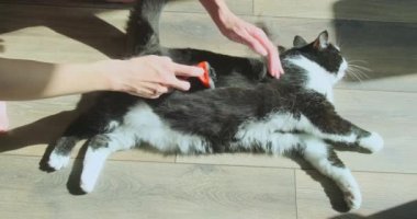 Kız kedisini tarayıp okşuyor. Kalorifer kılı algılıyor. Hayvan bakımı. Üst manzara, oda. Yüksek kalite 4k görüntü