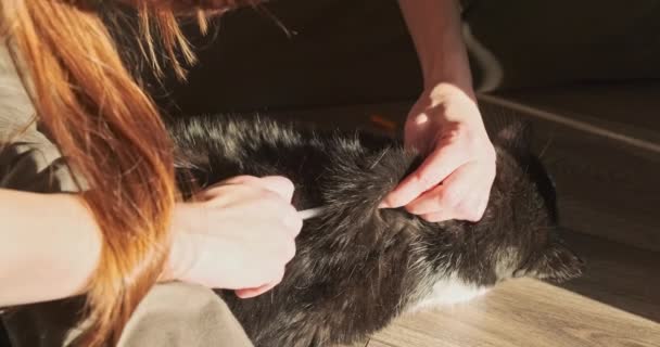 Dívka Podává Kočce Injekci Inzulínu Domácí Mazlíček Trpí Cukrovkou Žena — Stock video