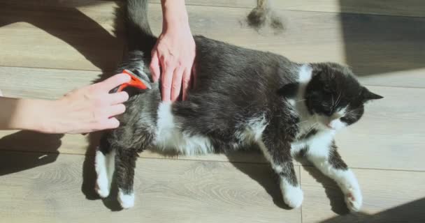 Frau Bürstet Ihren Katzen Hinterbeine Mit Furminator Von Oben Betrachtet — Stockvideo