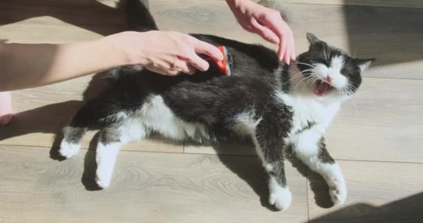 Frauenhände Kämmen Die Katzen Mit Einem Speziellen Kamm Aus Von — Stockvideo