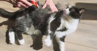 Sinirli kedi kürkü bir kürdanla taradı diye hostesi ısırıp tırmalamak istiyor. Kız, arka taraftaki kabarıklığı temizlemek için kediyi çevirir. Evcil hayvan kaçmak istiyor. Yüksek kalite 4k