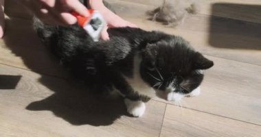 Kedi fırçayla taranmaktan hoşlanmaz. Pet kaçmak istiyor, kuyruğunu sallıyor, kız kedilerin tüylerini tararken sinirlenmek istiyor. Yüksek kalite 4k görüntü