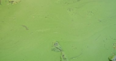 Algal nehirde çiçek açar. Yakın plan, kirlenmiş yeşil su. Ekoloji, doğa, kirlilik, arındırma, düşüş kavramı. Yüksek kalite 4k görüntü