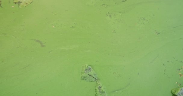 Algal Florece Río Agua Verde Contaminada Cerca Concepto Ecología Naturaleza — Vídeos de Stock