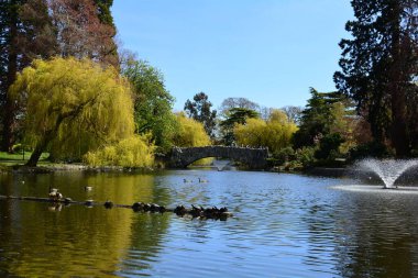 Victoria BC, Kanada 'daki Beacon Hill Parkı. Victoria 's premium park Victoria' da ziyaret edilmesi gereken bir yerdir..