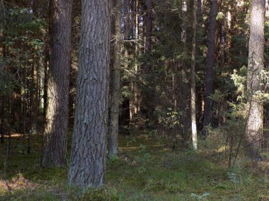 Karanlık ve sık orman ilk ağaçların ötesinde görünmüyor..