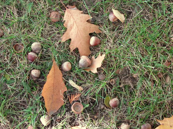 Падшие Дубовые Листья Желуди Траве — стоковое фото