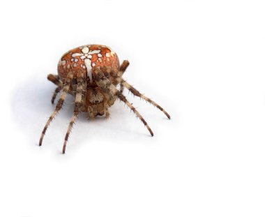 Örümcek haçı. Beyaz arkaplanda makro çekim.