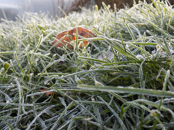 霜で覆われた緑の草と黄色の葉 — ストック写真