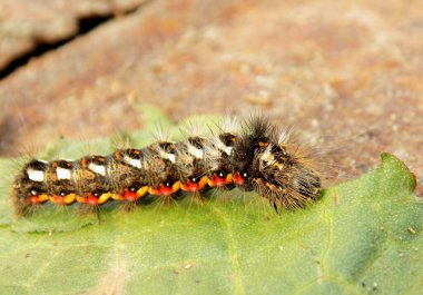 Kıllı bahçe güvesi tırtılı (Acronicta rumicis)