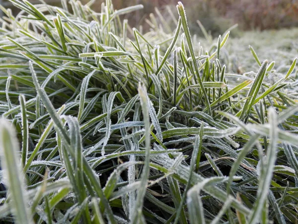草は霜で覆われています — ストック写真
