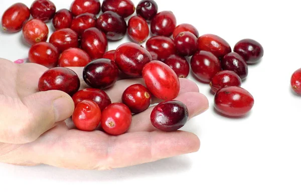 Cranberry Berry Palm White Background — Stock Photo, Image