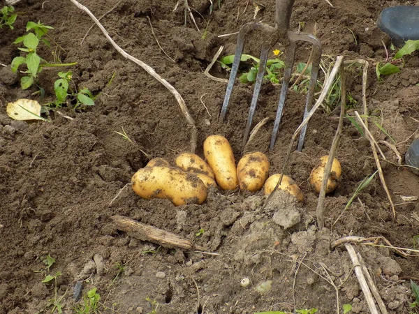 Harvesting potatoes by hand in the garden.