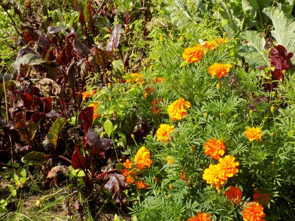 Ringelblumen Einem Ort Mit Gartenpflanzen Schützen Vor Insekten Und Nagetieren — Stockfoto