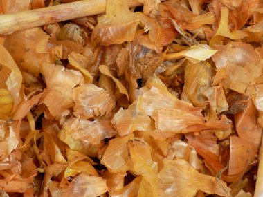 Kurutmak için soğan kabuğu.