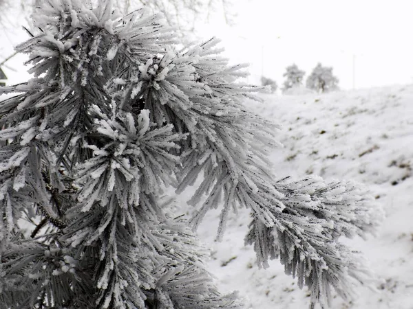 雪と霜に覆われた若い松の枝 — ストック写真