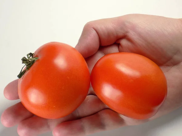 Pomodori Maturi Della Forma Corretta Sul Palmo Della Mano — Foto Stock