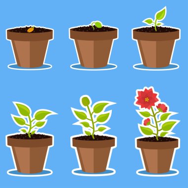 Altı çizimden oluşan bir set. Kapalı alan çiçeğinin büyüme aşamaları. Tohumdan çiçek açan çiçeğe.