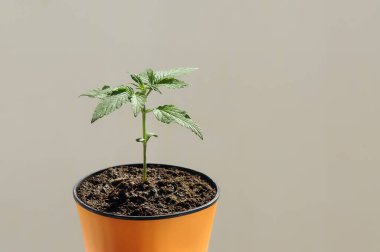 Esrar saksısı. Ev yapımı. Gri arka planda portakal kabında CBD marihuana çalısı ve fotokopi alanı. Orijinal bitki.