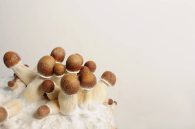 Beyaz arka planda Psilocybe Cubensis mantarlarının mikro büyümesi. Mycelium bloğu, psikedelik psilosibin mantarları, Altın Öğretmen. Makro manzara, yakın plan. Mikro doz kavramı.