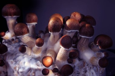 Mycelium bloğu, psikedelik psilosibin mantarları, Altın Öğretmen. Siyah arkaplanda mikro büyüyen psilosibe cubensis. Makro manzara, yakın plan. Mikro doz kavramı.