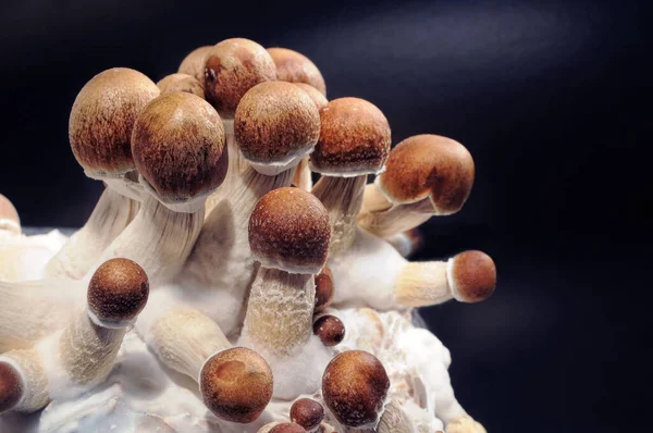 Siyah arka planda Psilocybe Cubensis 'in mikro büyümesi. Mycelium bloğu, psikedelik psilosibin mantarları, Altın Öğretmen. Makro manzara, yakın plan. Mikro doz kavramı.