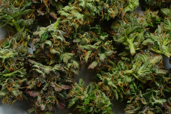 Friss Marihuána Bimbók Közelről Cannabis Virágok Fehér Háttérrel Makró Felülnézetből — Stock Fotó