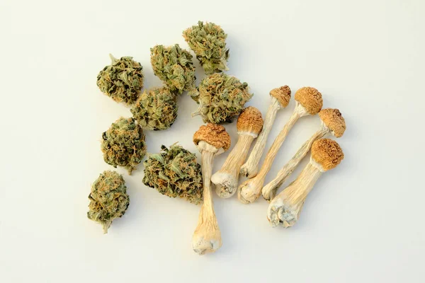 Layout Aus Getrockneten Psilocybe Pilzen Und Marihuana Knospen Auf Weißem — Stockfoto