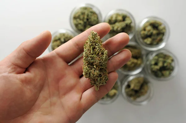 Unkrautvernichter Cannabis Trocknen Und Aushärten Züchter Mann Hält Der Hand — Stockfoto