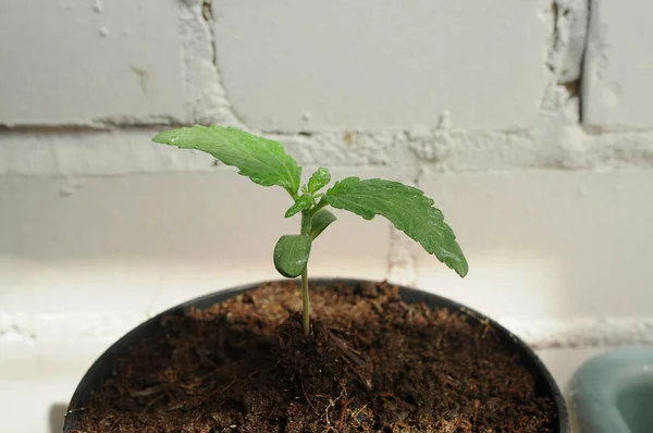 Cannabis Brota Close Vista Superior Sprig Cânhamo Jovem Fresco Cresce — Fotografia de Stock